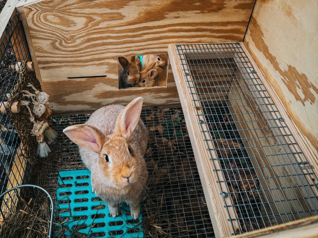 The Dreaded Rabbit&nbsp;Cage